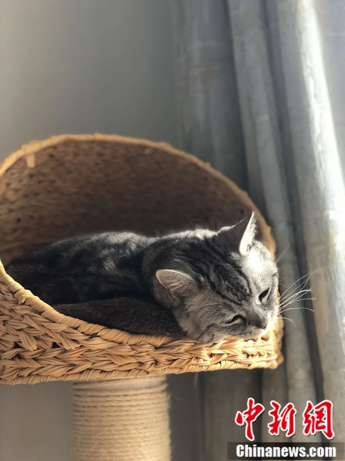 猫咪。李雨昕 摄