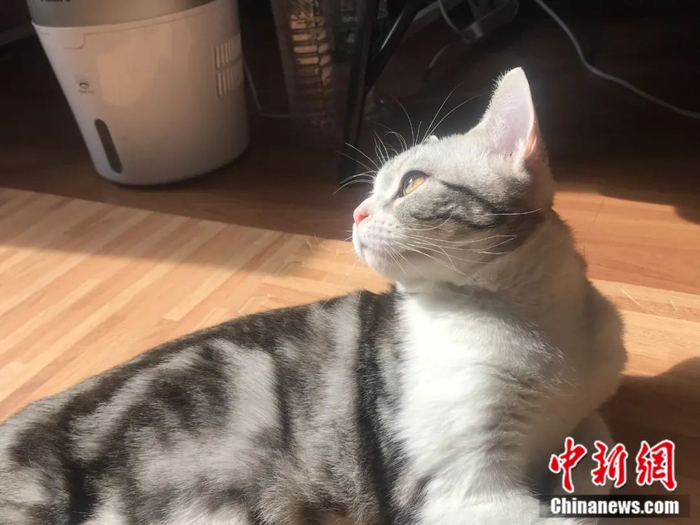 猫咪。张燕玲 摄