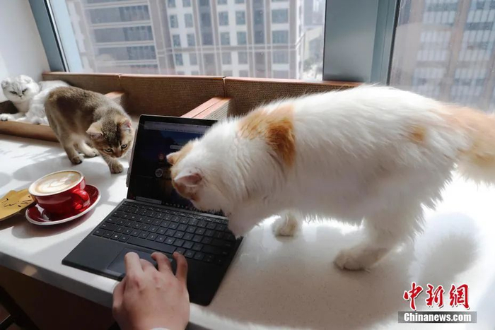 上海的一家猫咪主题咖啡馆。殷立勤 摄