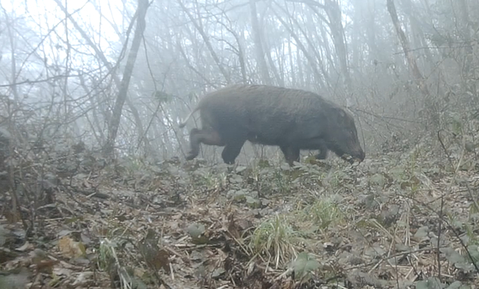 图为监测到的国家三有动物野猪