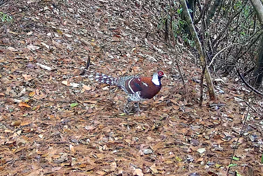 图为监测到的国家一级保护野生动物白颈长尾雉