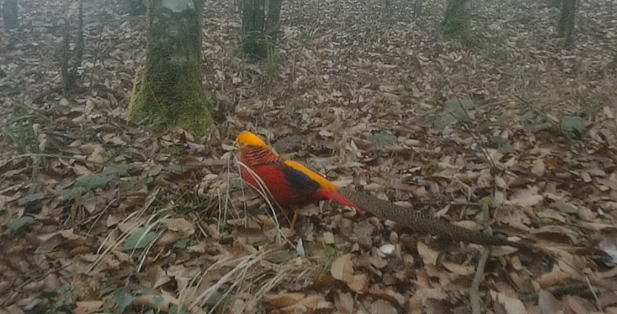图为监测到的国家二级保护野生动物红腹锦鸡