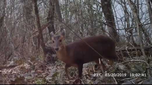 图为监测到的国家三有动物毛冠鹿