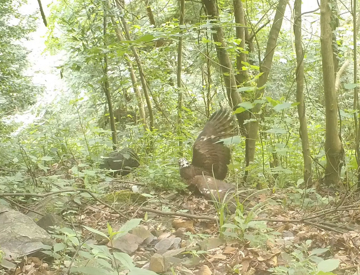 图为监测到的野生动物白头鹞