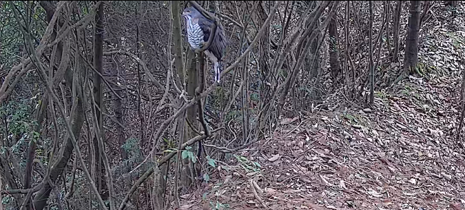 图为国家二级保护野生动物凤头鹰