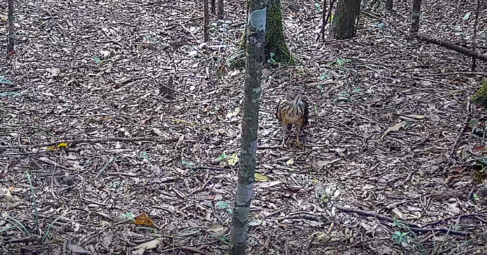 图为国家二级保护野生动物褐耳鹰