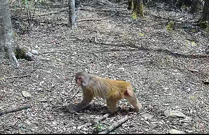 图为监测到的国家二级保护区野生动物猕猴