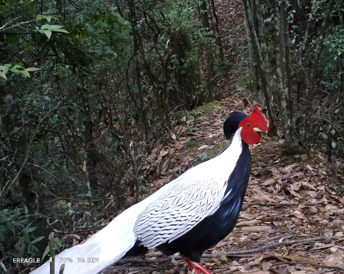 图为监测到的国家二级保护野生动物白鹇