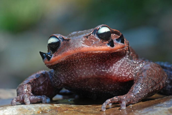 雷公山特有种——雷山髭蟾