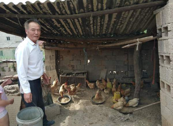图为贫困户杨江钱散养的土鸡
