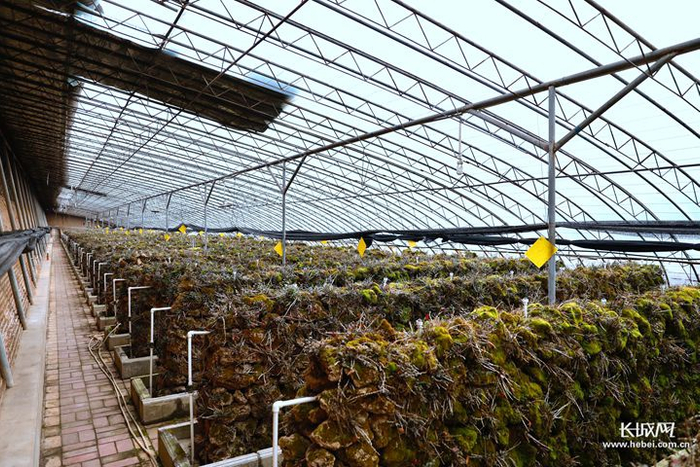 生长在温室大棚内的铁皮石斛。