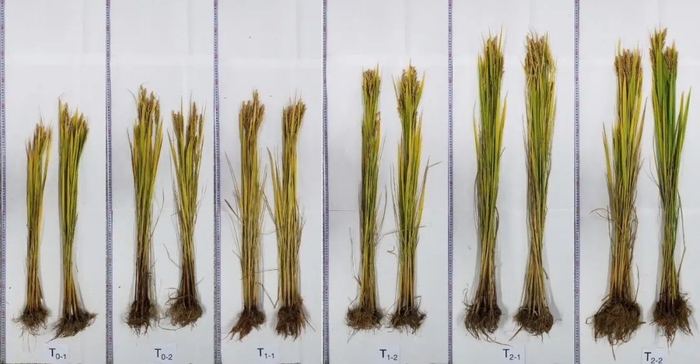 ▲ 2020年11月4日水稻植株对比