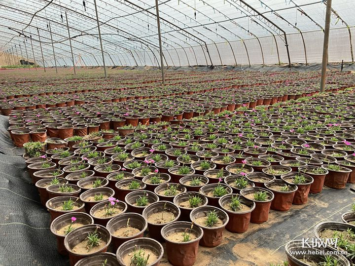 小白乡万亩苗木推广园区种植的花苗。长城网记者 乔娅 摄