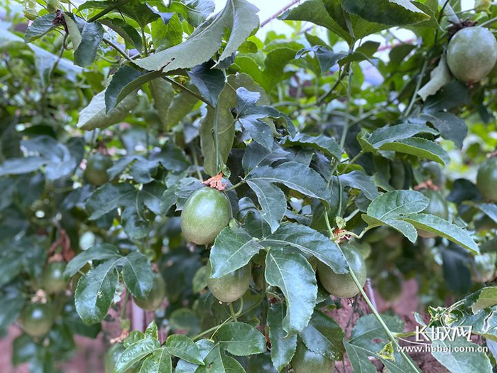 小白乡万亩苗木推广园区大棚内种植的百香果。长城网记者 乔娅 摄