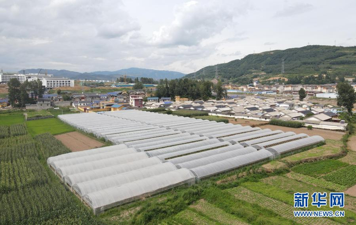 8月11日拍摄的位于布拖县的番茄种植基地（无人机照片）。新华社记者 胥冰洁 摄