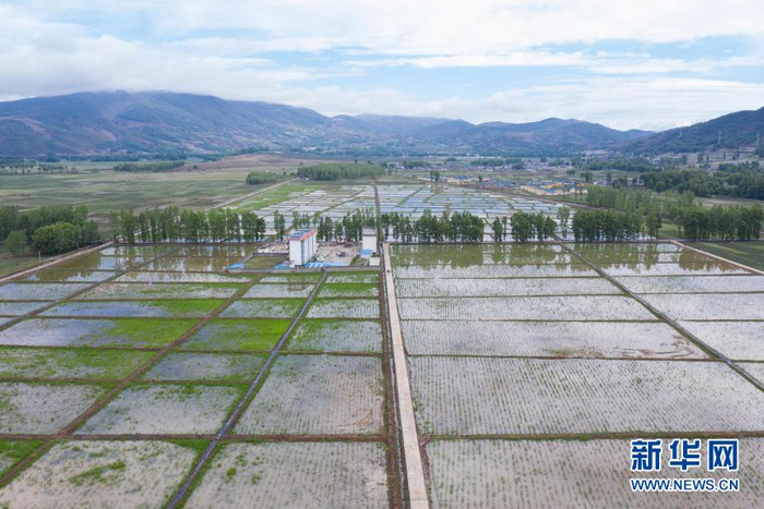 　　俯瞰布拖县木尔乡布柳村的600亩茭白水田（5月17日摄，无人机照片）。脱贫攻坚以来，布拖全县190个村都成立集体经济性质的专业合作社，村集体经济收入大幅增长。新华社记者 江宏景 摄