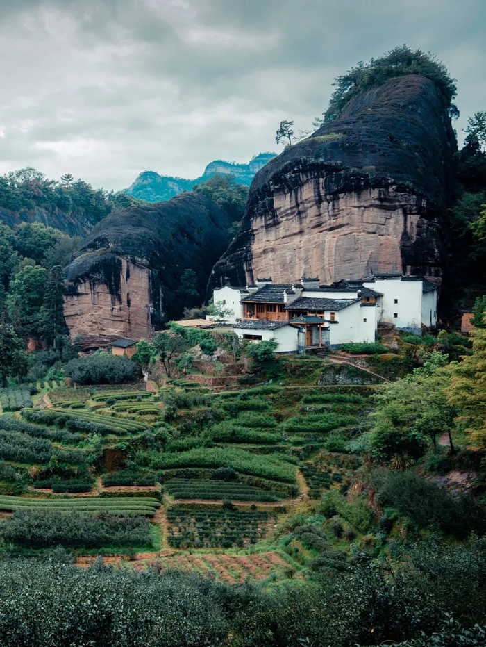 ▲ 武夷山景区内的茶园。图/视觉中国