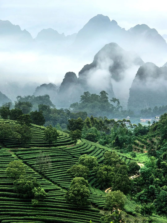 ▲ 广东清远英德茶园。图/视觉中国