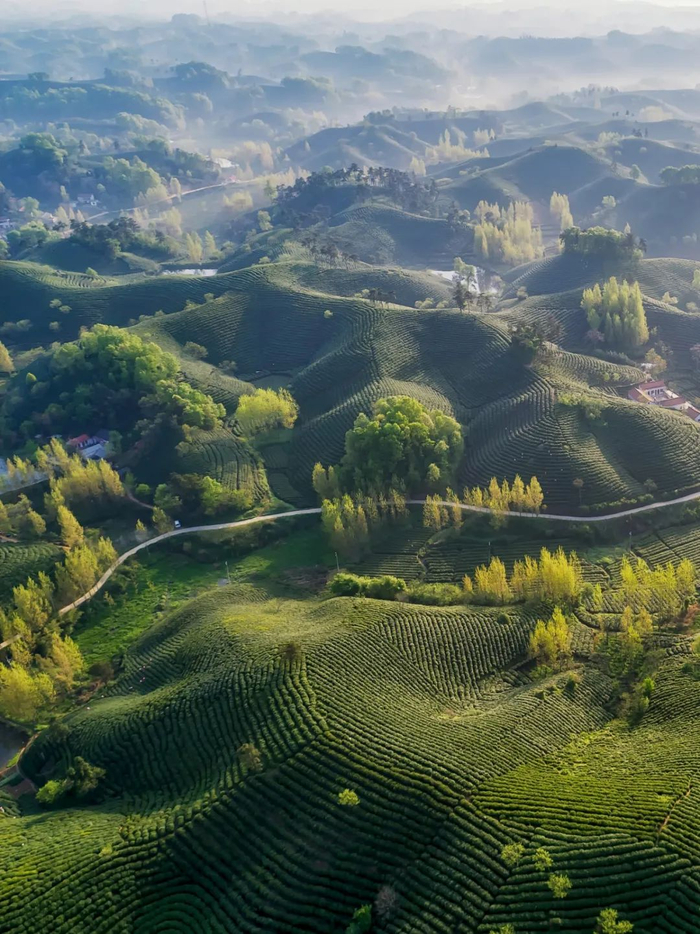 ▲ 河南信阳南湾湖畔浉河港毛尖茶园。摄影/焦潇翔