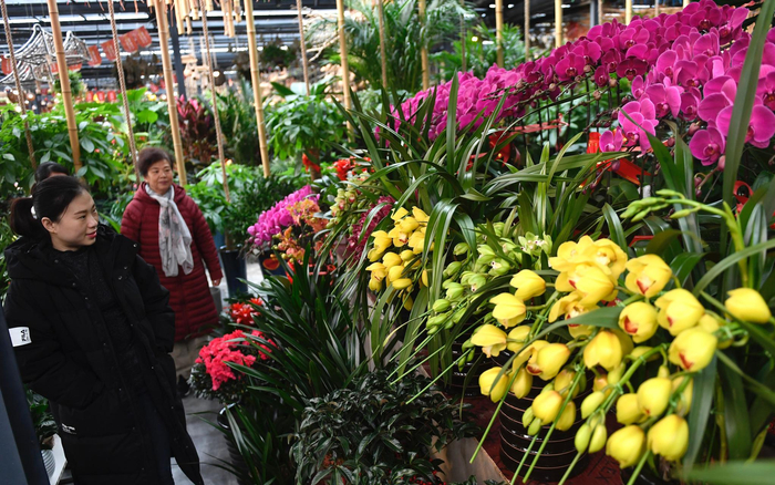 市民在花卉市场内选购年宵花。新京报记者 吴宁 摄
