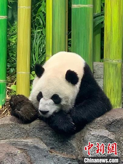 大熊猫“加悦悦”。加拿大卡尔加里动物园提供