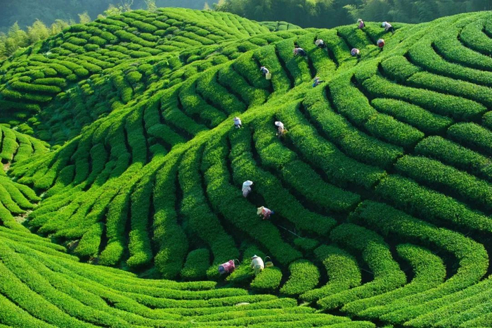▲ 南投八卦茶园。摄影/imageBROKER，图/图虫·创意