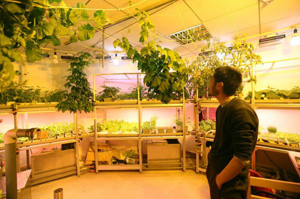  2015年2月4日，中山站温室实验室负责人程言峰在查看蔬菜生长情况。（新华社）