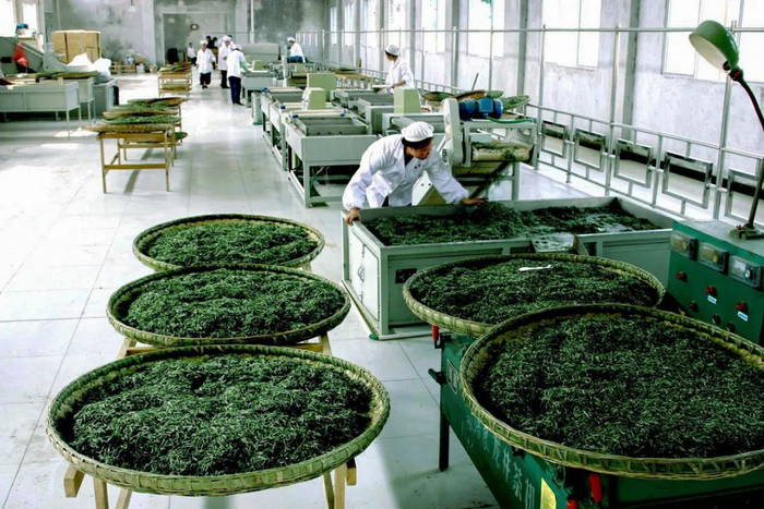 ▲ 遵义湄潭县厂房生产茶的情景。摄影/周访华