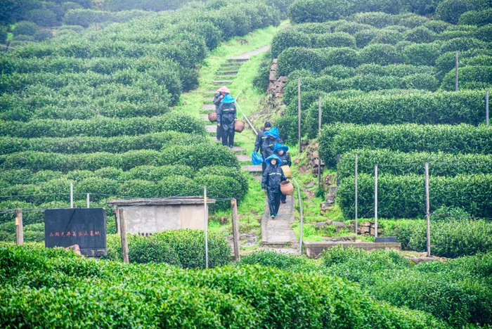 ▲ 杭州龙井村翁家山茶场。摄影/龚跃贤