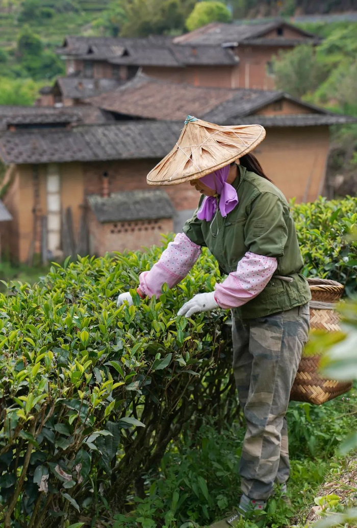 ▲ 采摘漳平水仙茶。摄影/刘艳晖