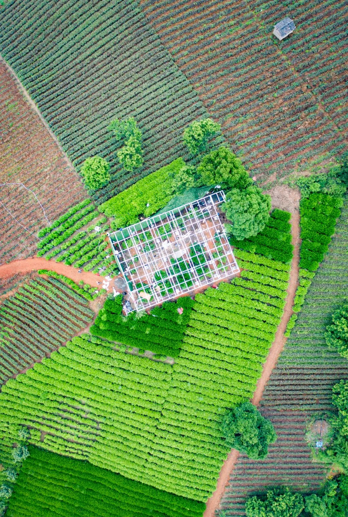 ▲ 安吉蔓塘里村白茶茶园。摄影/傅鼎