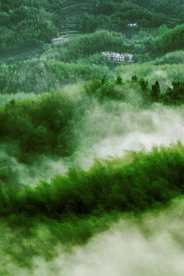 ▲ 安徽六安霍山竹海茶田。摄影/邱会宁