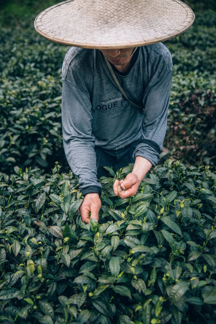 ▲ 贵州湄潭的采茶工。摄影/李若渔