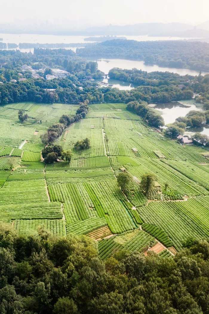▲ 西湖边的龙井茶园。摄影/卢文