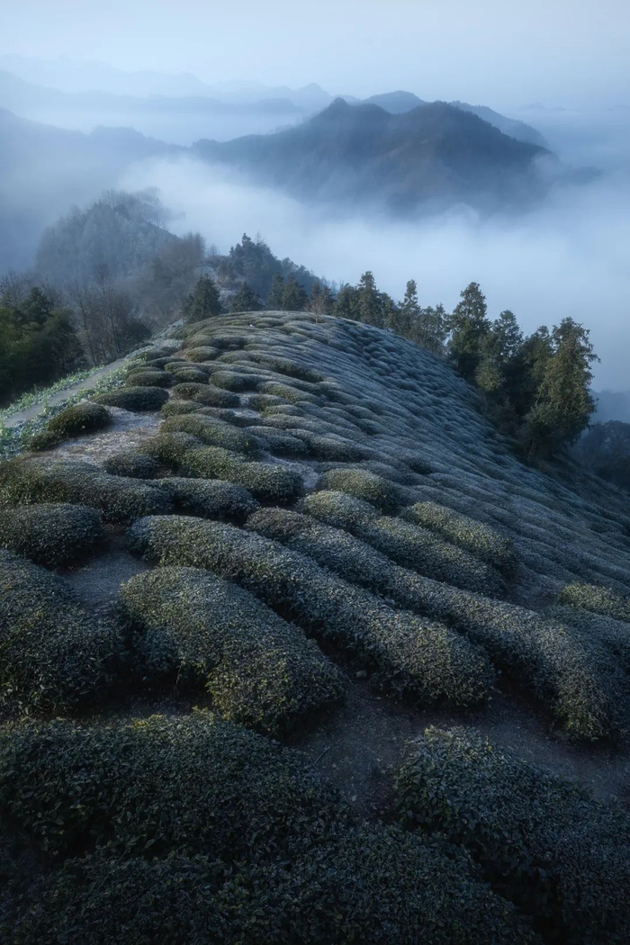 ▲ 安徽歙县高山茶园，已经染上了霜色。摄影/清溪