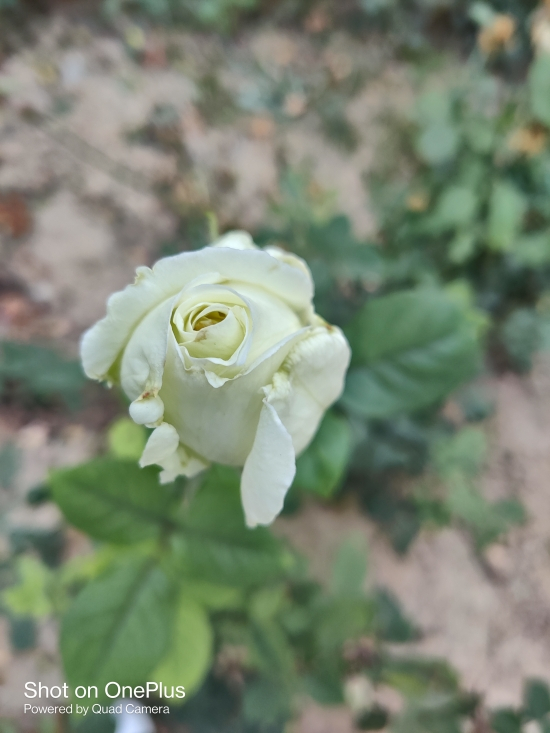 微距拍摄月季花