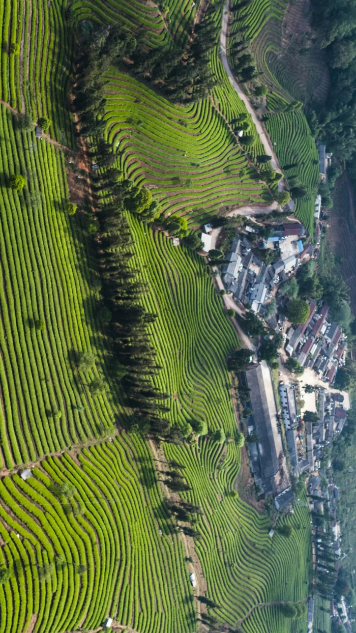 ▲ 四百年古树皇家普洱茶园，图/视觉中国