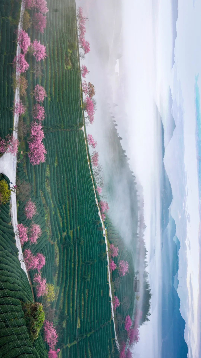 ▲ 福建漳平樱花茶园，种植的正是台式乌龙茶。摄影/卢鸣浪