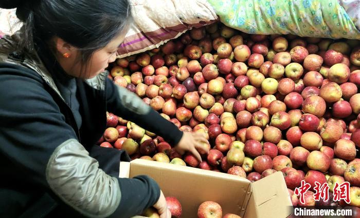 图为通麦村村民巴桑拉姆精心挑选苹果进行装箱。贡桑拉姆 摄