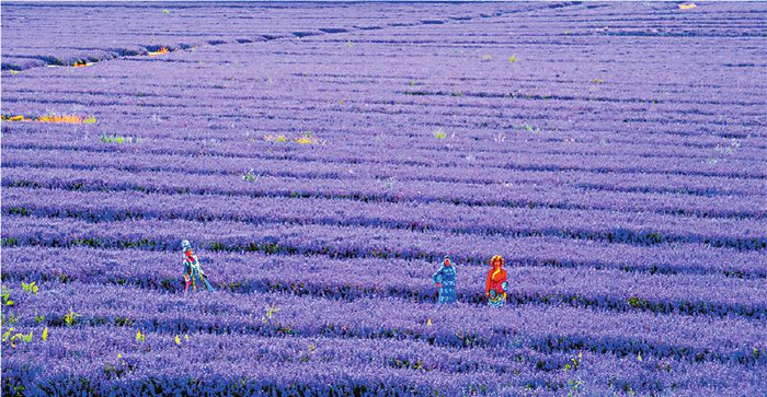 青稞地改种薰衣草，带火川主寺旅游。 泽让闼 摄
