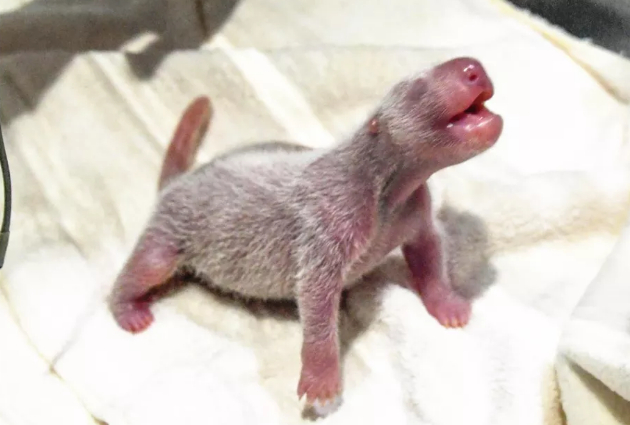 △熊猫宝宝身高20.5厘米，体重157克