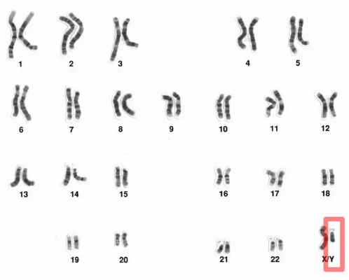  人类的23对染色体。| 图片来源：National Human Genome Research Institute