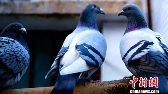 资料图。张竟尧 摄