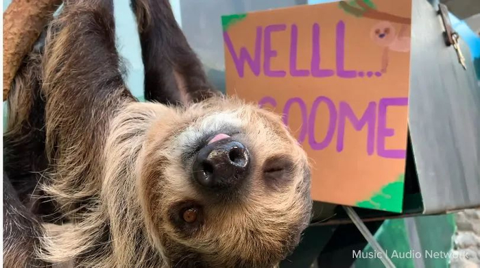 树懒打出“欢迎”标志。史密森学会视频截图