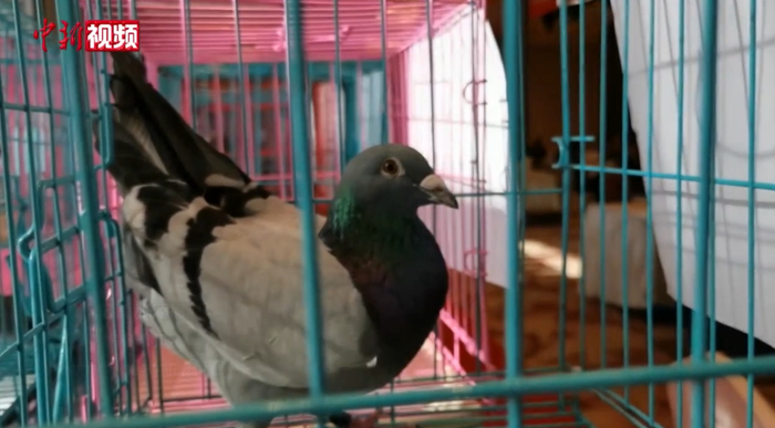 图片来源：中新视频截图