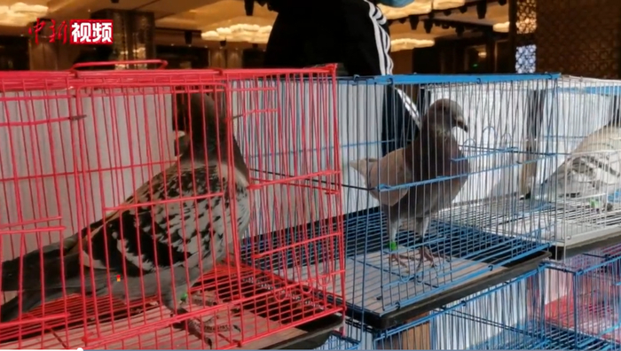 图片来源：中新视频截图