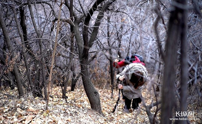 崎岖难行的上山路，铺满了枯黄的落叶，一脚踩下去，很滑。长城网记者 闫玲 摄