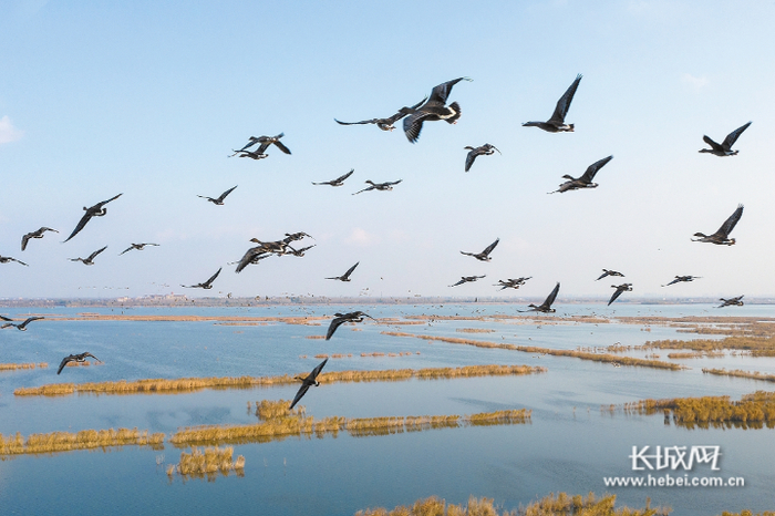 大批迁徙候鸟飞抵衡水湖。