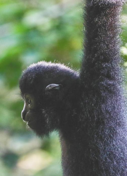 栖息在热带雨林深处的海南长臂猿