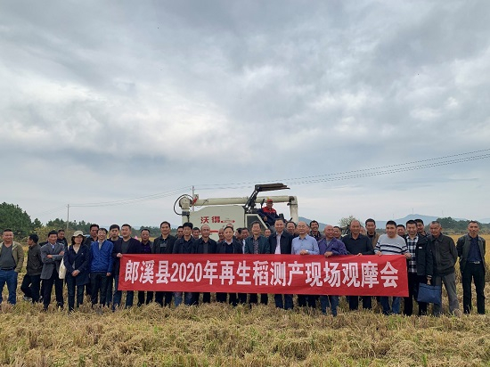 “丰两优香一号”再生稻亩产吨稻增产增效